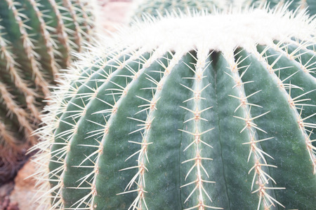 Closeup of cactus in the gardenの写真素材