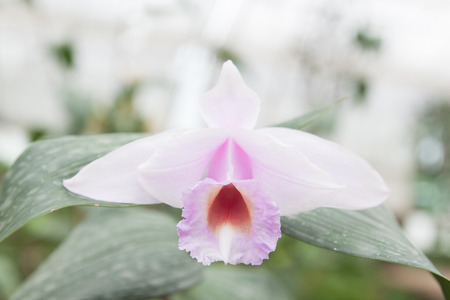 Beautiful white orchid in the glass houseの写真素材