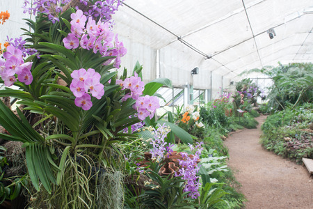 Various of beautiful exotic orchids in the glass houseのeditorial素材