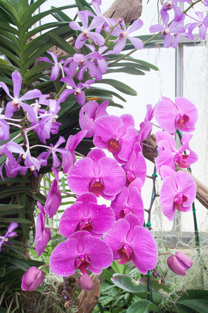 Beautiful orchid, phalaenopsis in the glass houseの写真素材