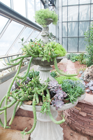 Various types of cactus and succulent on vintage pottery in the glass houseの写真素材