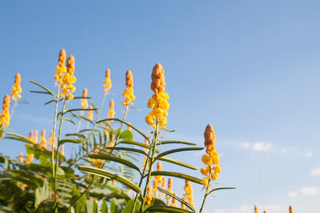 Spring fresh yellow flowers with blue skyの写真素材