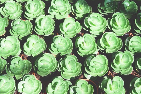 Cactus succulents in a planterの写真素材