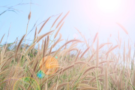 summer grass with landscape, sunlight sky,natural backgroundの写真素材