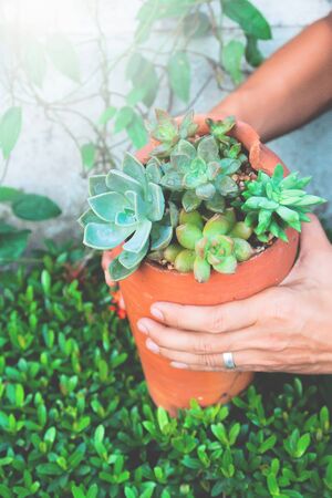 Gardener making succulents in pottery, Stylish gardeningの写真素材