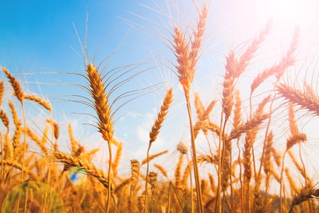 Beautiful wheat rice field with sunlight and copy space