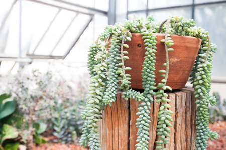 Succulent plant in pottery growing in greenhouseの写真素材