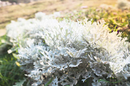 Beautiful plants with sunlightの写真素材