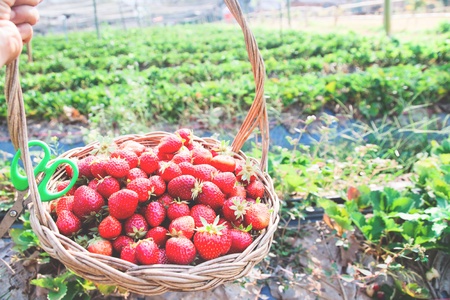 Woman hand holding basket of fresh strawberries in the farmの写真素材
