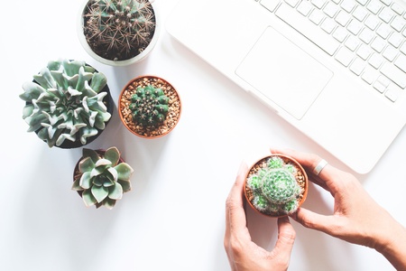 Flat lay of cactus and succulent with woman hand and laptop computer on white background, Love the earth conceptの写真素材