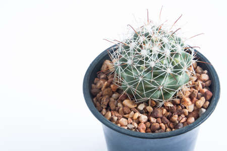 Cactus isolated on white backgroundの写真素材