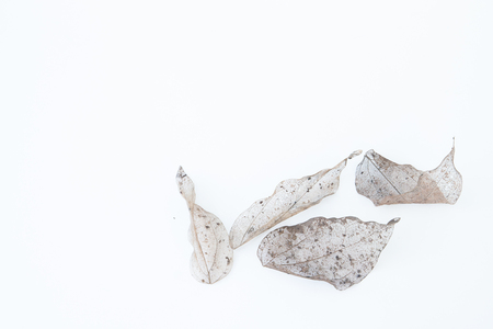 Dry leaves isolated on white backgroundの写真素材
