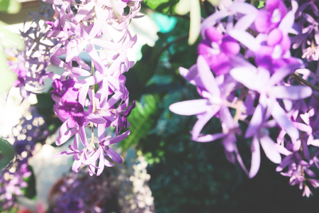 Blooming violet flowers, Selective focus の写真素材