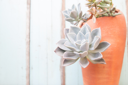 Mini succlent garden in broken pottery, Room decoration, Garden designの写真素材