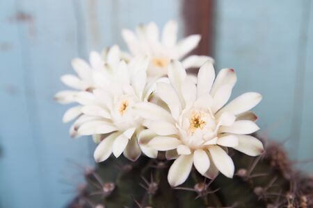 Close up white color cactus flowerの写真素材