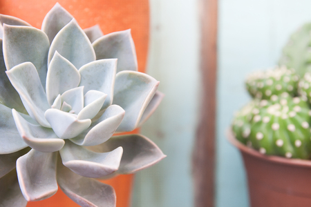 Close up succulent plant and cactus on vintage backgroundの写真素材