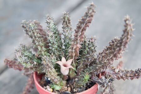 Cactus flower, Close up Huernia Catus flower in potteryの写真素材