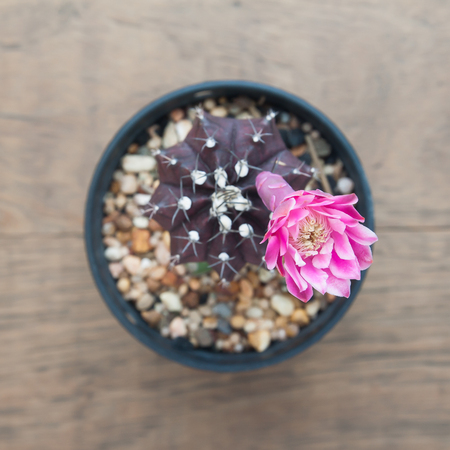 Cactus plant and blooming pink flower, Top viewの写真素材