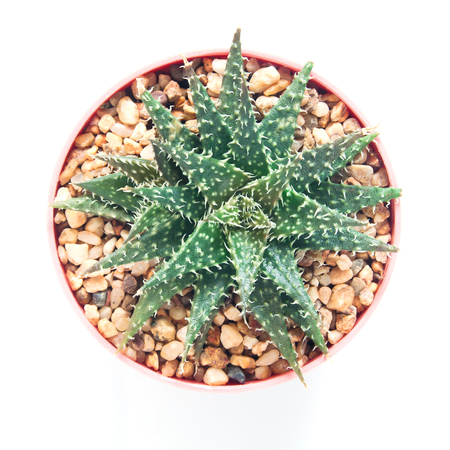 Top view succulent in pot on white backgroundの写真素材