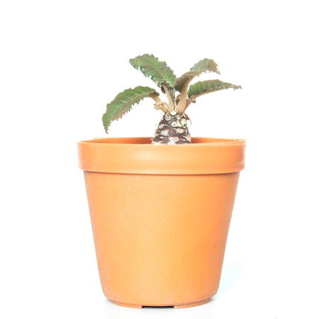 One of cactus species look like coconut palm tree, Small plant の写真素材