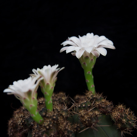 Cactus plant with white flowers on black backgroundの写真素材