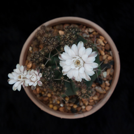 Cactus plant with white flowers on black background, Flat layの写真素材