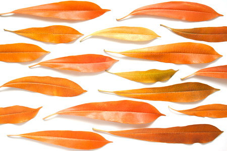 Creative flat lay orange color plant leaves on white backgroundの写真素材