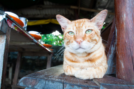 Yellow cat looking at cameraの写真素材