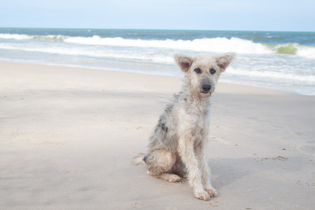 Sad face dog sitting on the beachの写真素材