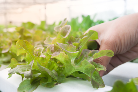 Close up red oak salad vegetableの写真素材