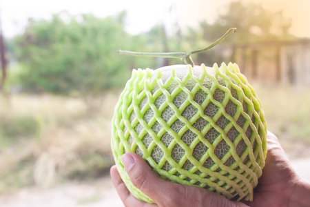 Farmer's hands holding fresh melon. Agriculture concept. Healthy fruitの写真素材