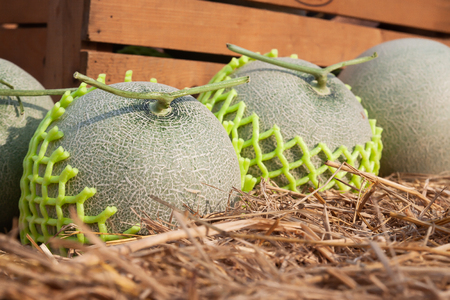 Fresh melons on straw. Close up. Organic fruitの写真素材
