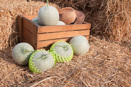 Fresh melons in wooden box and on straw ready to sell in farmer marketの写真素材
