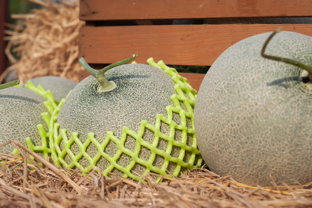 Fresh melons on straw. Close up. Organic fruitの写真素材