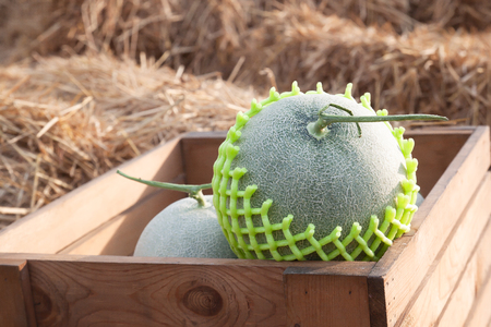 Fresh melons in wooden box on straw. Healthy fruitの写真素材