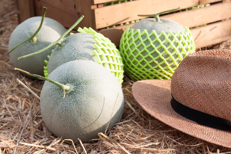Fresh melons on straw growing in organic farm, Healthy fruitの写真素材