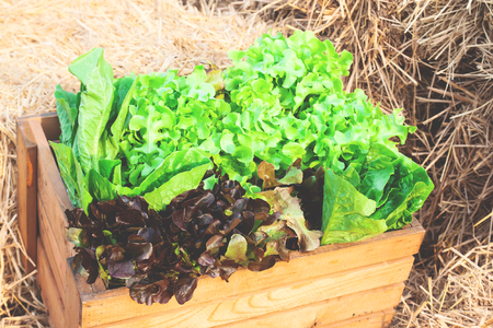 Closeup of a large wooden crate full of raw freshly harvested salad vegetablesの写真素材