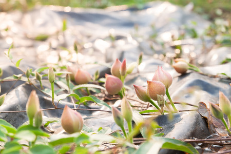 Beautiful flowers of tropical climber plant on groundの写真素材