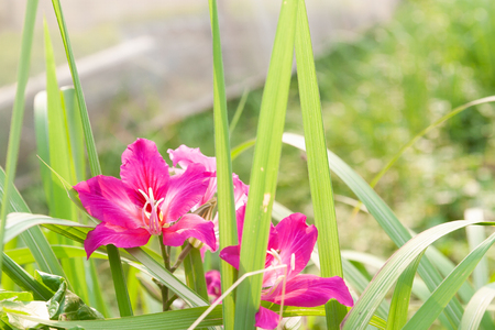 Bauhima purpurea linn leguminosae pink or magenta.の写真素材