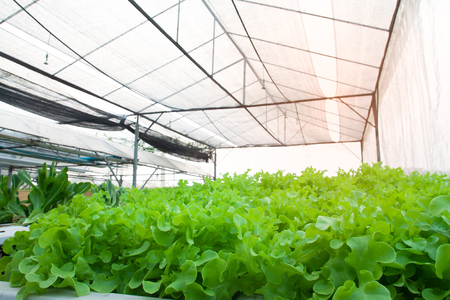 Hydroponics vegetable cultivation farm. Organic salad vegetablesの写真素材