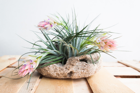 Tillandsia. Idea for Home and table decoration by used Tillandsia, driftwood, bromeliad. Indoor garden ideasの写真素材