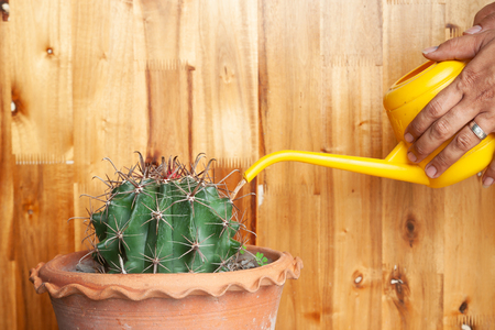 Man hand watering cactus from watering plastic can, Gardening conceptの写真素材