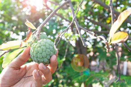 Custard apple with man hand. Thailand fruit. Agricultureの写真素材