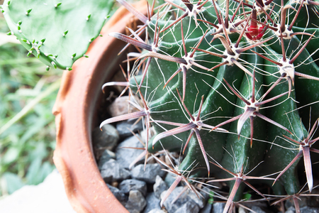 Close up Ferocactus in potted plantの写真素材