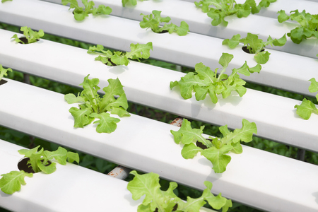 Growing hydroponic green oak in hydroponic pipe. Hydroponic vegetable farm in summerの写真素材