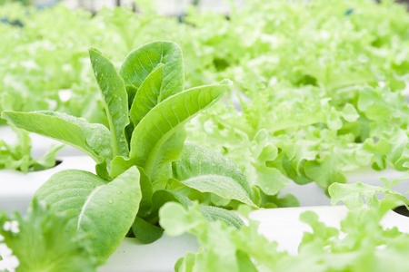 Hydroponic cos salad in hydroponic pipe. Hydroponic vegetable farm in summerの写真素材