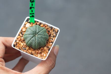 Woman hand holding a pot of Astrophytum Cactusの写真素材