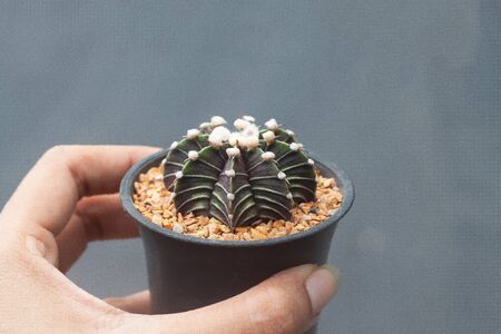 Woman hand holding a pot of Gymnocalicium Cactus, LB 2178の写真素材