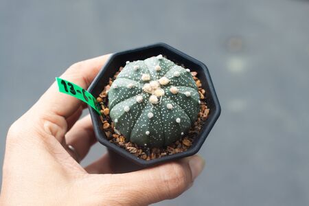Woman hand holding a pot of Astrophytum Cactusの写真素材