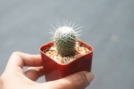 Woman hand holding a pot of Mammillaria Cactusの写真素材